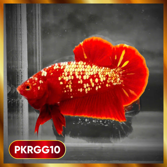 Golden Star Dust Galaxy Plakat Male Betta Fish | Super Rare | You Pick Fish