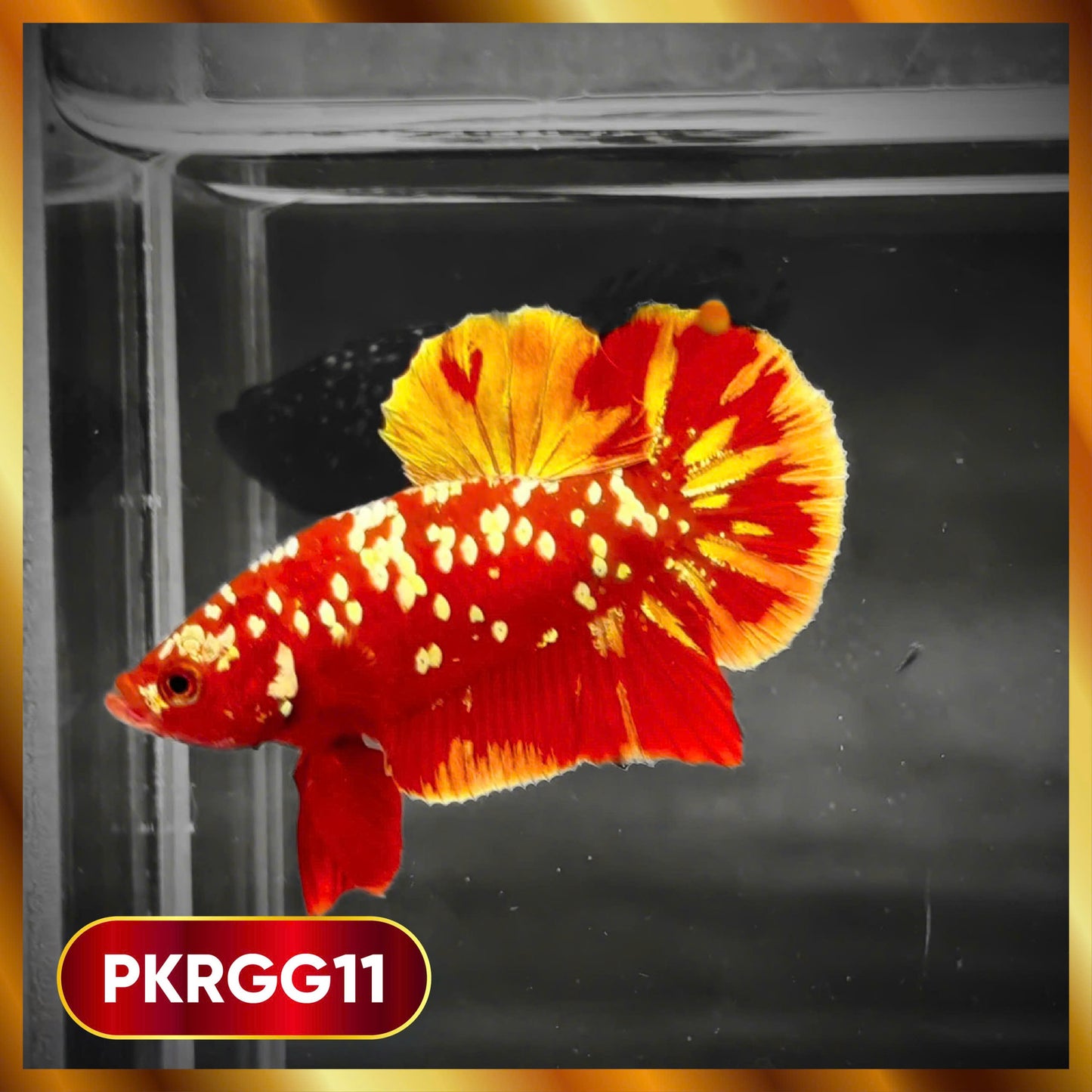 Golden Star Dust Galaxy Plakat Male Betta Fish | Super Rare | You Pick Fish