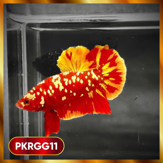 Golden Star Dust Galaxy Plakat Male Betta Fish | Super Rare | You Pick Fish