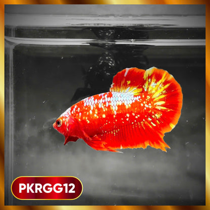 Golden Star Dust Galaxy Plakat Male Betta Fish | Super Rare | You Pick Fish