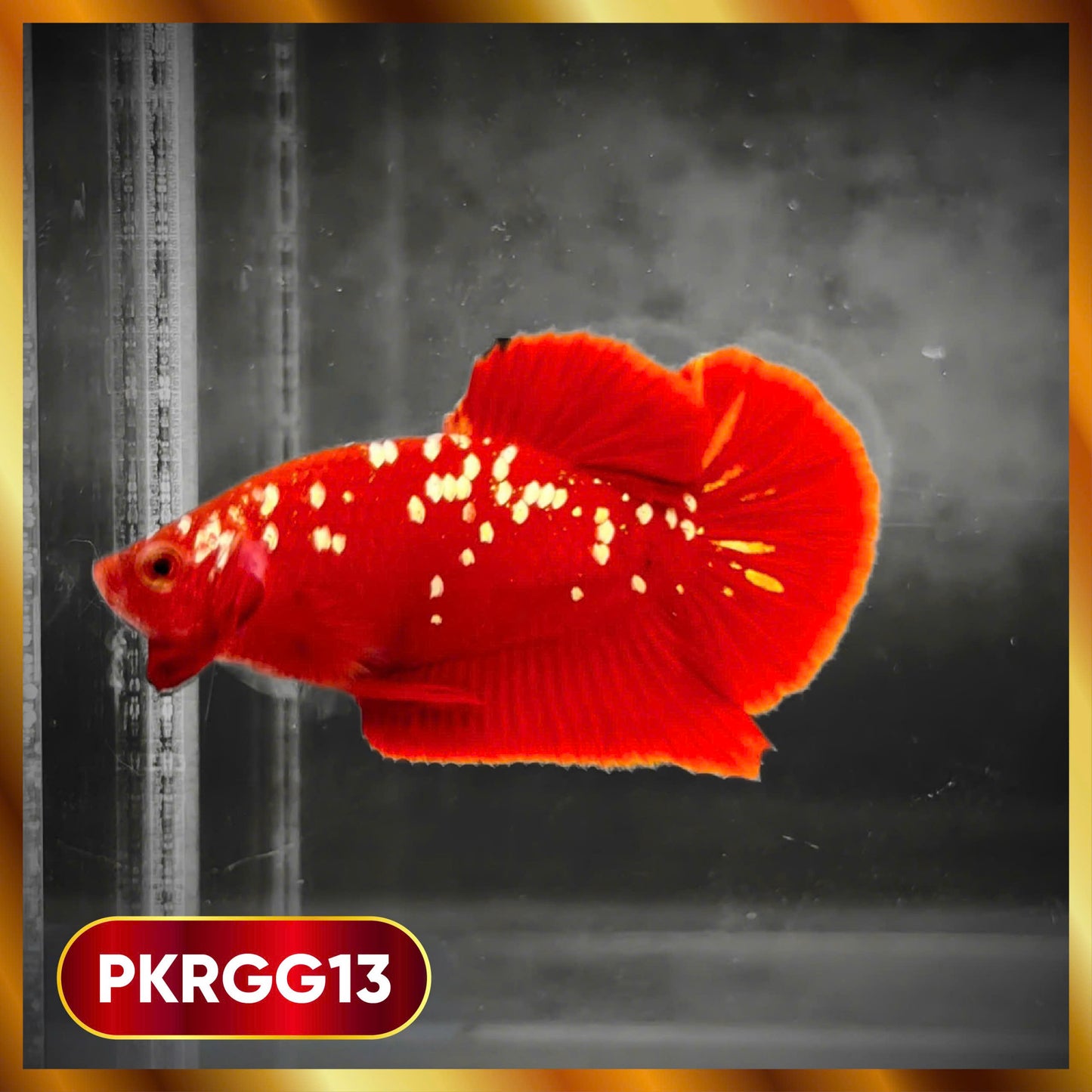 Golden Star Dust Galaxy Plakat Male Betta Fish | Super Rare | You Pick Fish