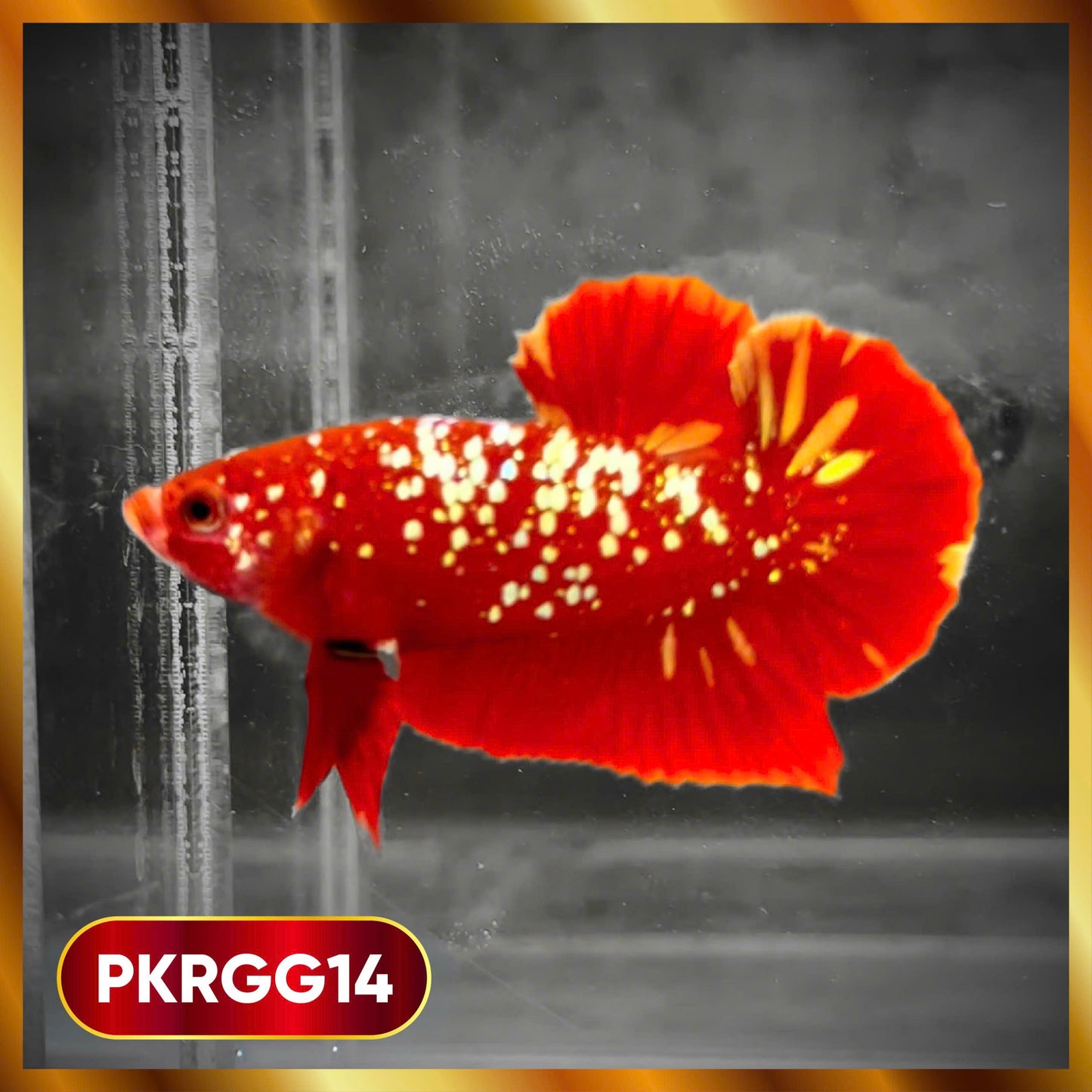 Golden Star Dust Galaxy Plakat Male Betta Fish | Super Rare | You Pick Fish