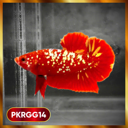 Golden Star Dust Galaxy Plakat Male Betta Fish | Super Rare | You Pick Fish