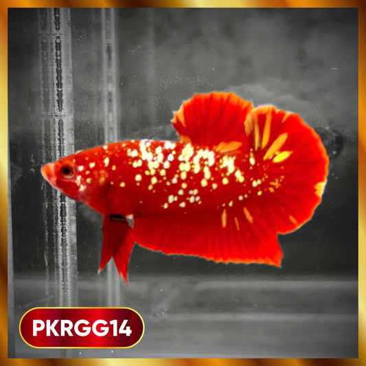 Golden Star Dust Galaxy Plakat Male Betta Fish | Super Rare | You Pick Fish