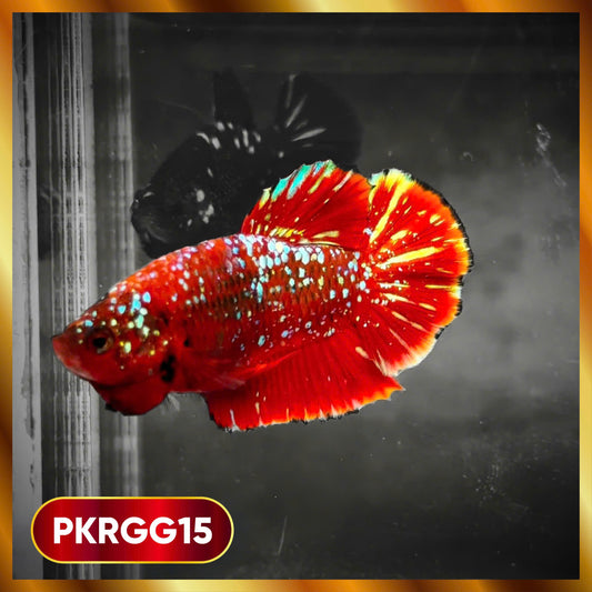 Golden Star Dust Galaxy Plakat Male Betta Fish | Super Rare | You Pick Fish