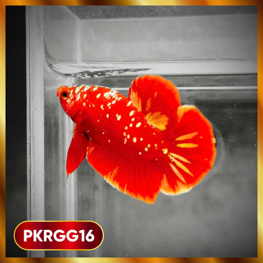Golden Star Dust Galaxy Plakat Male Betta Fish | Super Rare | You Pick Fish