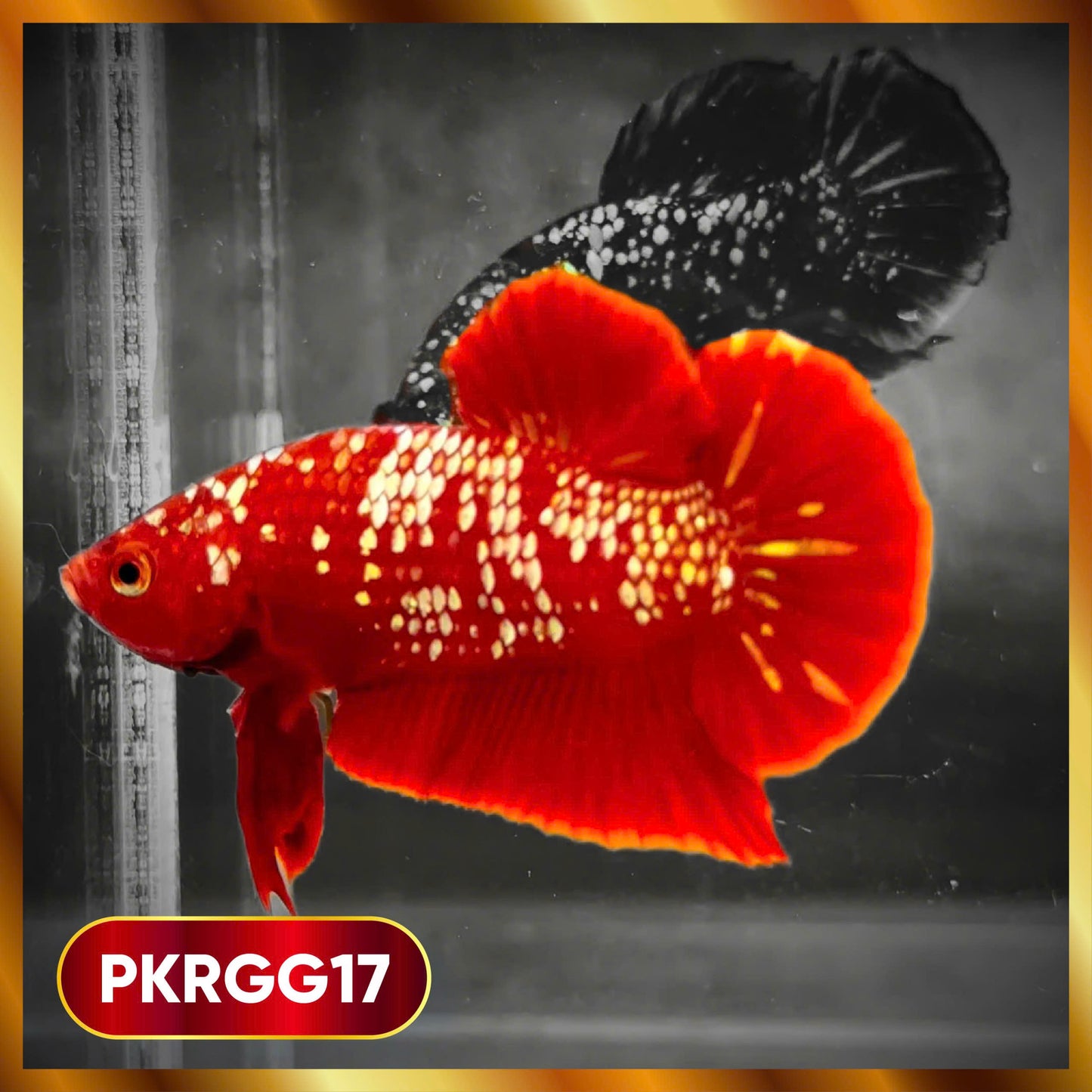 Golden Star Dust Galaxy Plakat Male Betta Fish | Super Rare | You Pick Fish