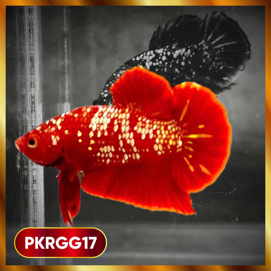 Golden Star Dust Galaxy Plakat Male Betta Fish | Super Rare | You Pick Fish