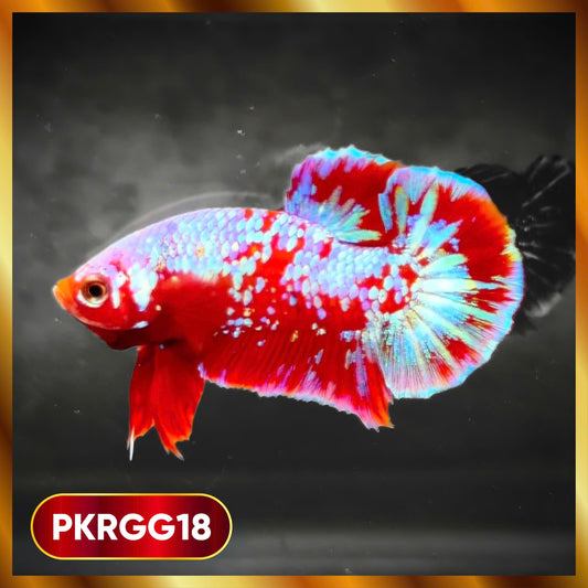 Golden Star Dust Galaxy Plakat Male Betta Fish | Super Rare | You Pick Fish