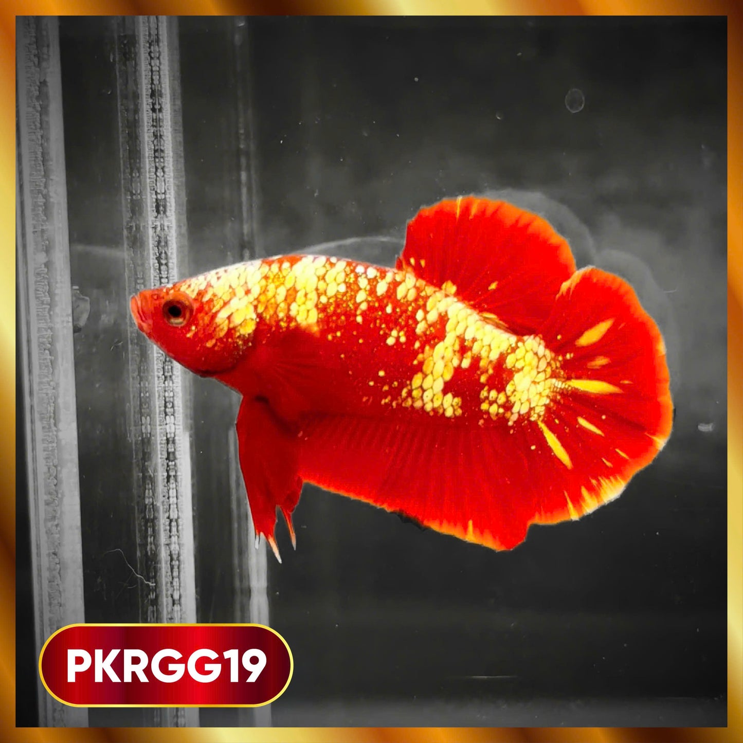 Golden Star Dust Galaxy Plakat Male Betta Fish | Super Rare | You Pick Fish