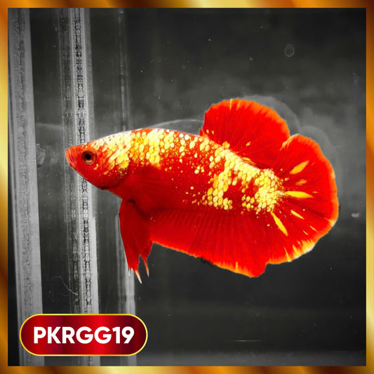 Golden Star Dust Galaxy Plakat Male Betta Fish | Super Rare | You Pick Fish