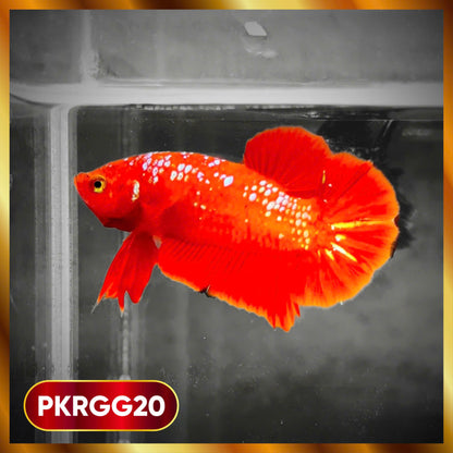 Golden Star Dust Galaxy Plakat Male Betta Fish | Super Rare | You Pick Fish