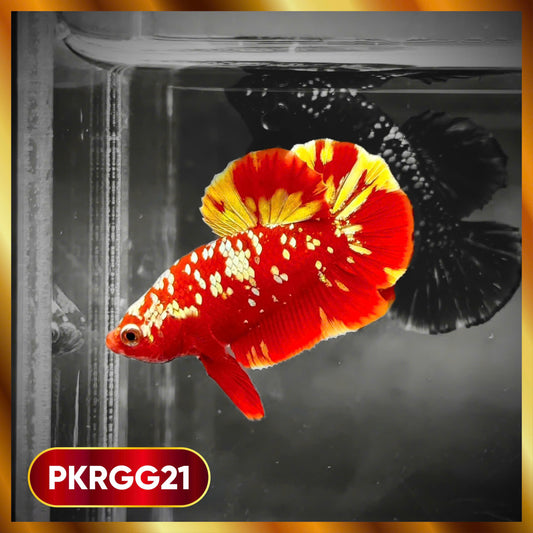 Golden Star Dust Galaxy Plakat Male Betta Fish | Super Rare | You Pick Fish
