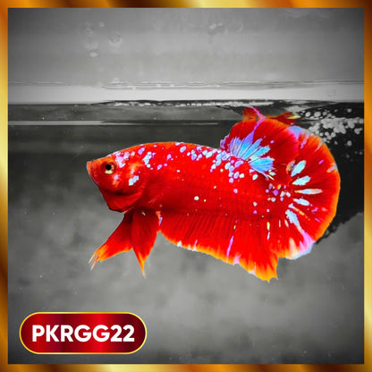 Golden Star Dust Galaxy Plakat Male Betta Fish | Super Rare | You Pick Fish