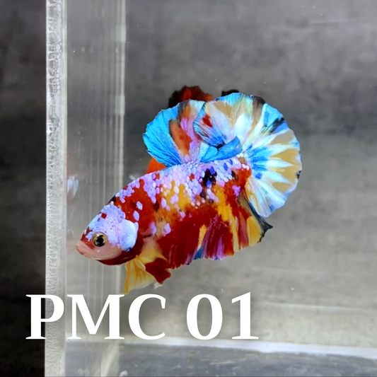 Multicolor Plakat Male Betta Fish