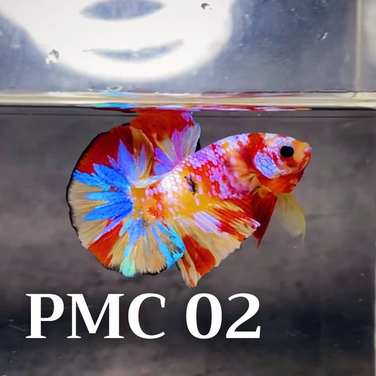 Multicolor Plakat Male Betta Fish