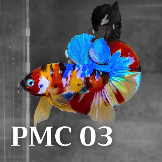 Multicolor Plakat Male Betta Fish