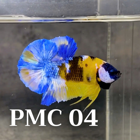 Multicolor Plakat Male Betta Fish