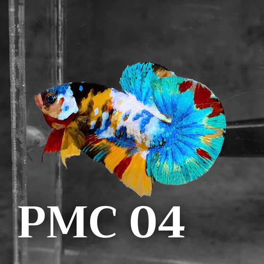 Multicolor Plakat Male Betta Fish |Show Grade|  You Pick Fish