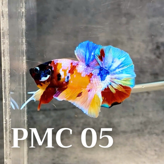 Multicolor Plakat Male Betta Fish