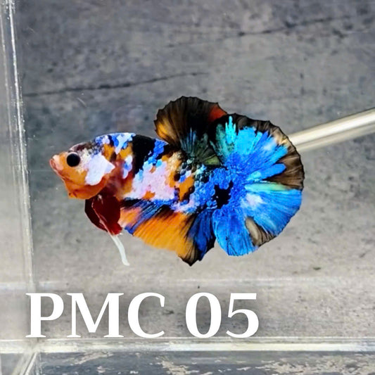 Multicolor Plakat Male Betta Fish |Show Grade|  You Pick Fish