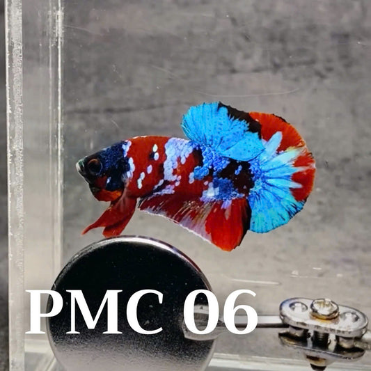 Multicolor Plakat Male Betta Fish