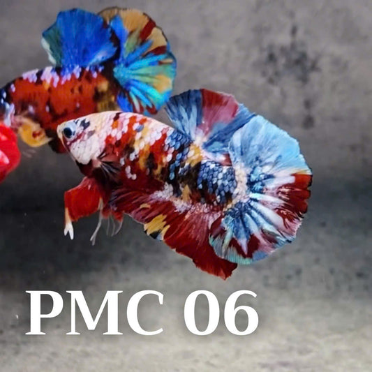 Multicolor Plakat Male Betta Fish |Show Grade|  You Pick Fish