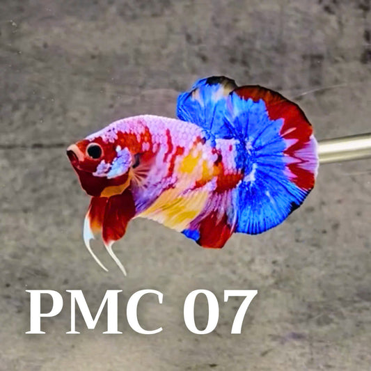 Multicolor Plakat Male Betta Fish