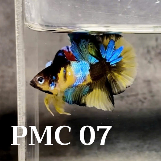 Multicolor Plakat Male Betta Fish |Show Grade|  You Pick Fish