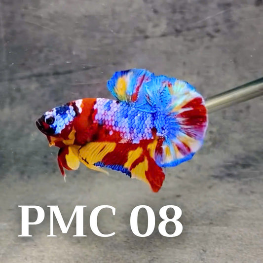 Multicolor Plakat Male Betta Fish