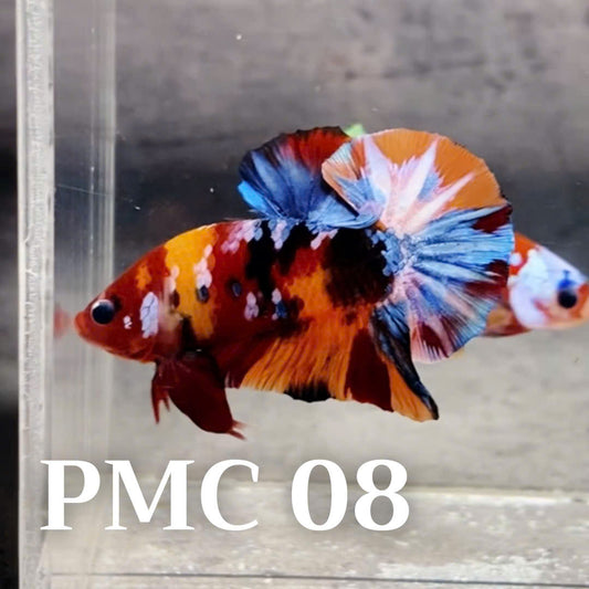 Multicolor Plakat Male Betta Fish |Show Grade|  You Pick Fish