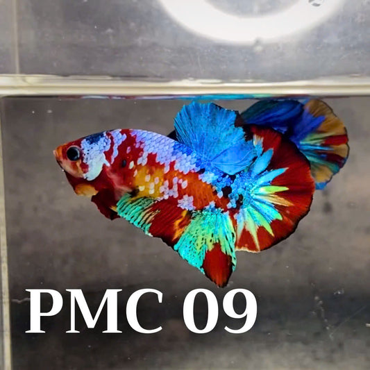 Multicolor Plakat Male Betta Fish