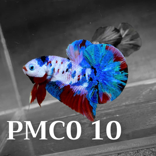 Multicolor Plakat Male Betta Fish