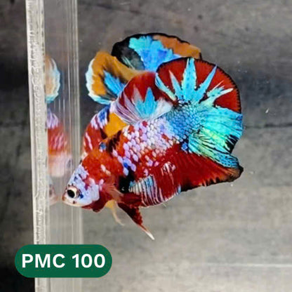 Multicolor Plakat Male Betta Fish |Show Grade|  You Pick Fish