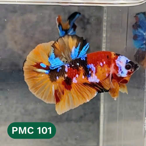 Multicolor Plakat Male Betta Fish |Show Grade|  You Pick Fish