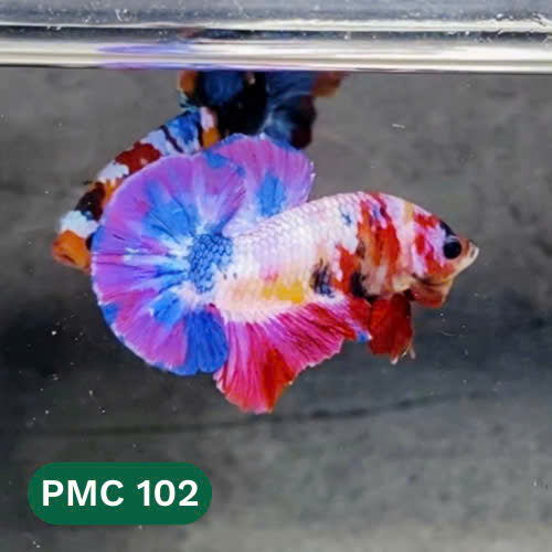 Multicolor Plakat Male Betta Fish |Show Grade|  You Pick Fish