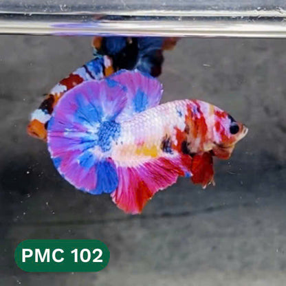 Multicolor Plakat Male Betta Fish |Show Grade|  You Pick Fish