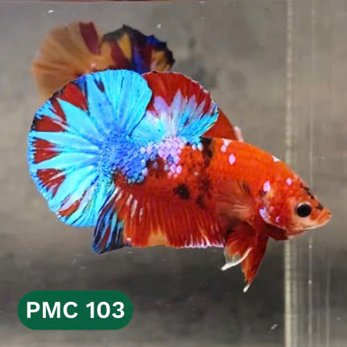 Multicolor Plakat Male Betta Fish |Show Grade|  You Pick Fish