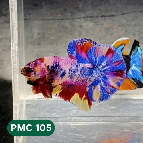 Multicolor Plakat Male Betta Fish |Show Grade|  You Pick Fish