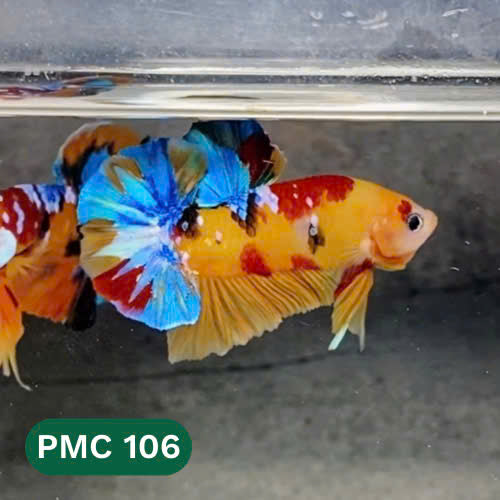 Multicolor Plakat Male Betta Fish |Show Grade|  You Pick Fish