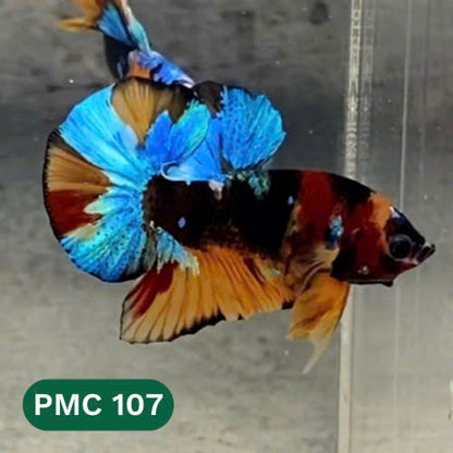 Multicolor Plakat Male Betta Fish |Show Grade|  You Pick Fish