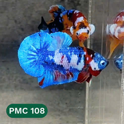 Multicolor Plakat Male Betta Fish |Show Grade|  You Pick Fish