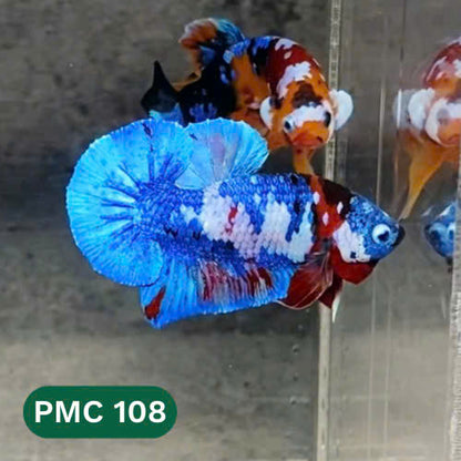 Multicolor Plakat Male Betta Fish |Show Grade|  You Pick Fish