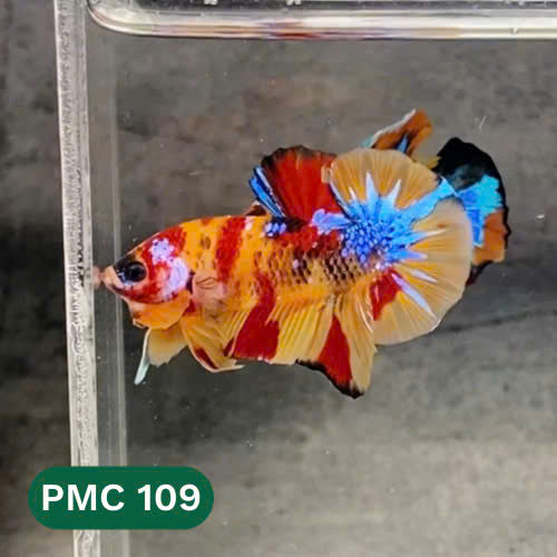 Multicolor Plakat Male Betta Fish |Show Grade|  You Pick Fish