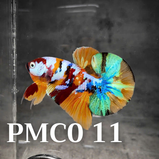 Multicolor Plakat Male Betta Fish