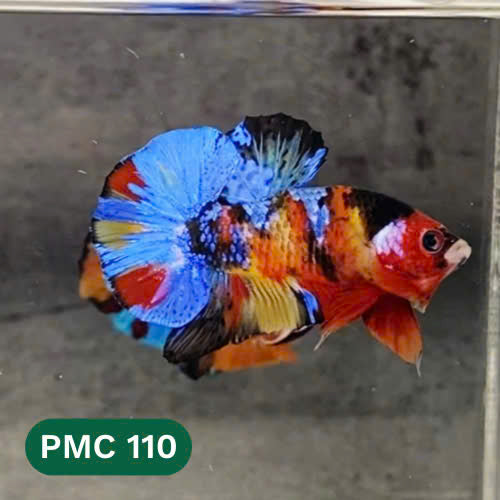 Multicolor Plakat Male Betta Fish |Show Grade|  You Pick Fish