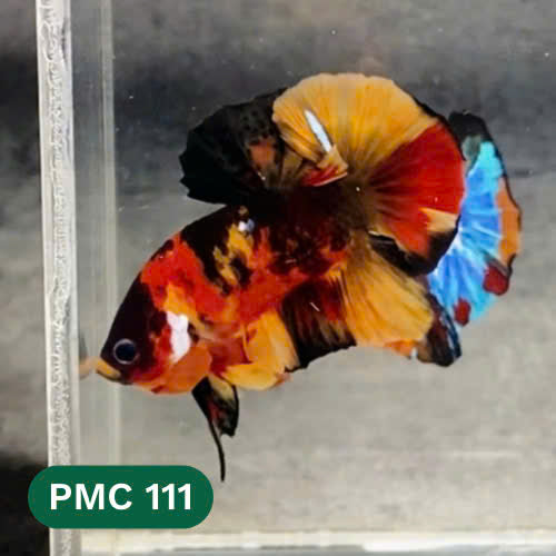 Multicolor Plakat Male Betta Fish |Show Grade|  You Pick Fish