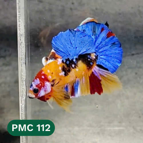 Multicolor Plakat Male Betta Fish |Show Grade|  You Pick Fish