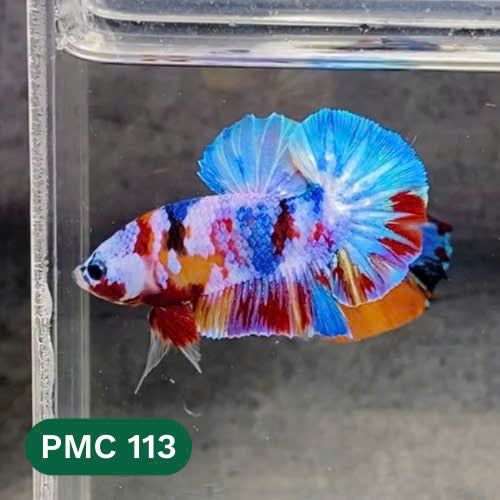 Multicolor Plakat Male Betta Fish |Show Grade|  You Pick Fish