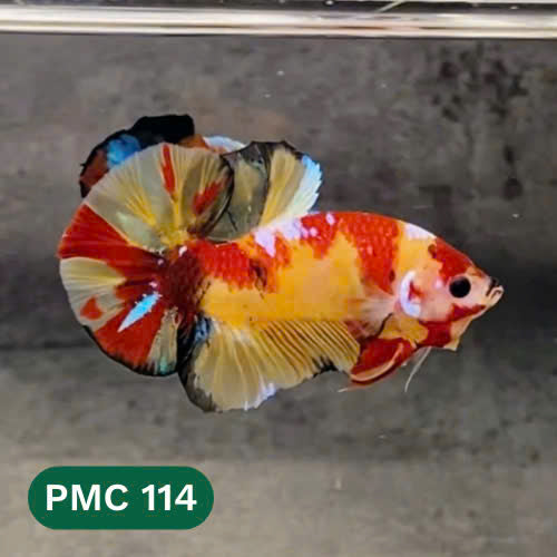 Multicolor Plakat Male Betta Fish |Show Grade|  You Pick Fish